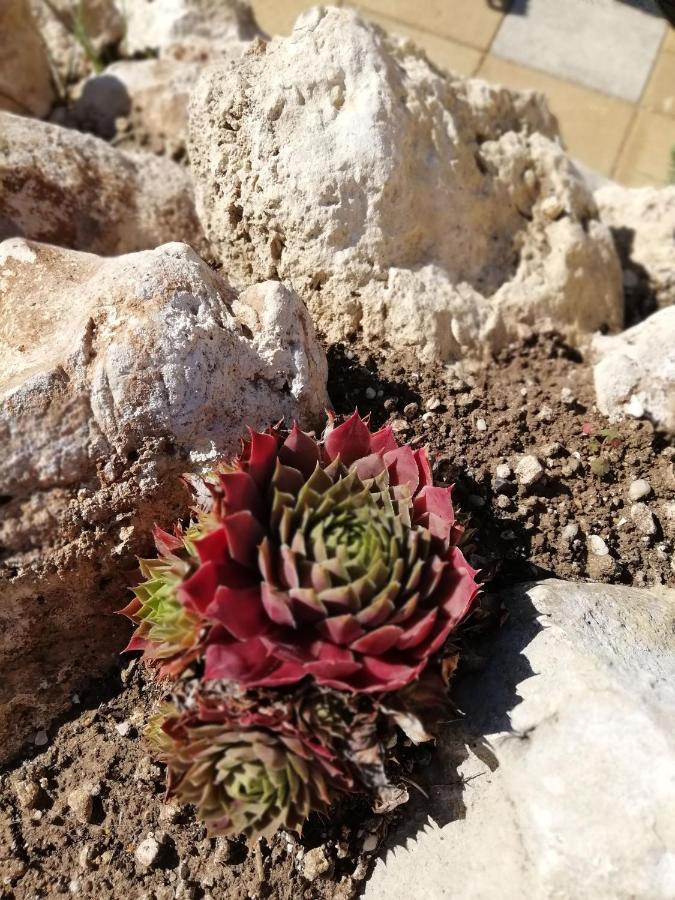 バラトンアカリEgrelato Vendeghazアパートメント エクステリア 写真