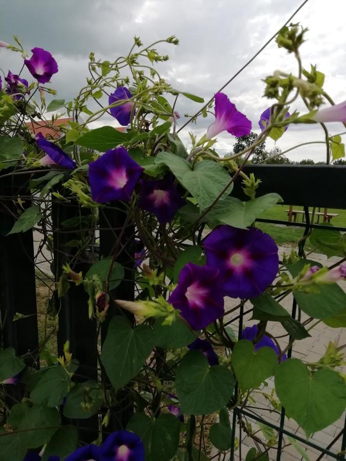 バラトンアカリEgrelato Vendeghazアパートメント エクステリア 写真